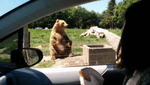 Awesome_catch_by_the_bear.gif
