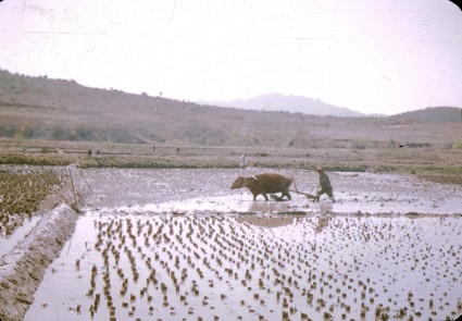 1955-04-22-1000-ploughing-paddy-425x295.jpg