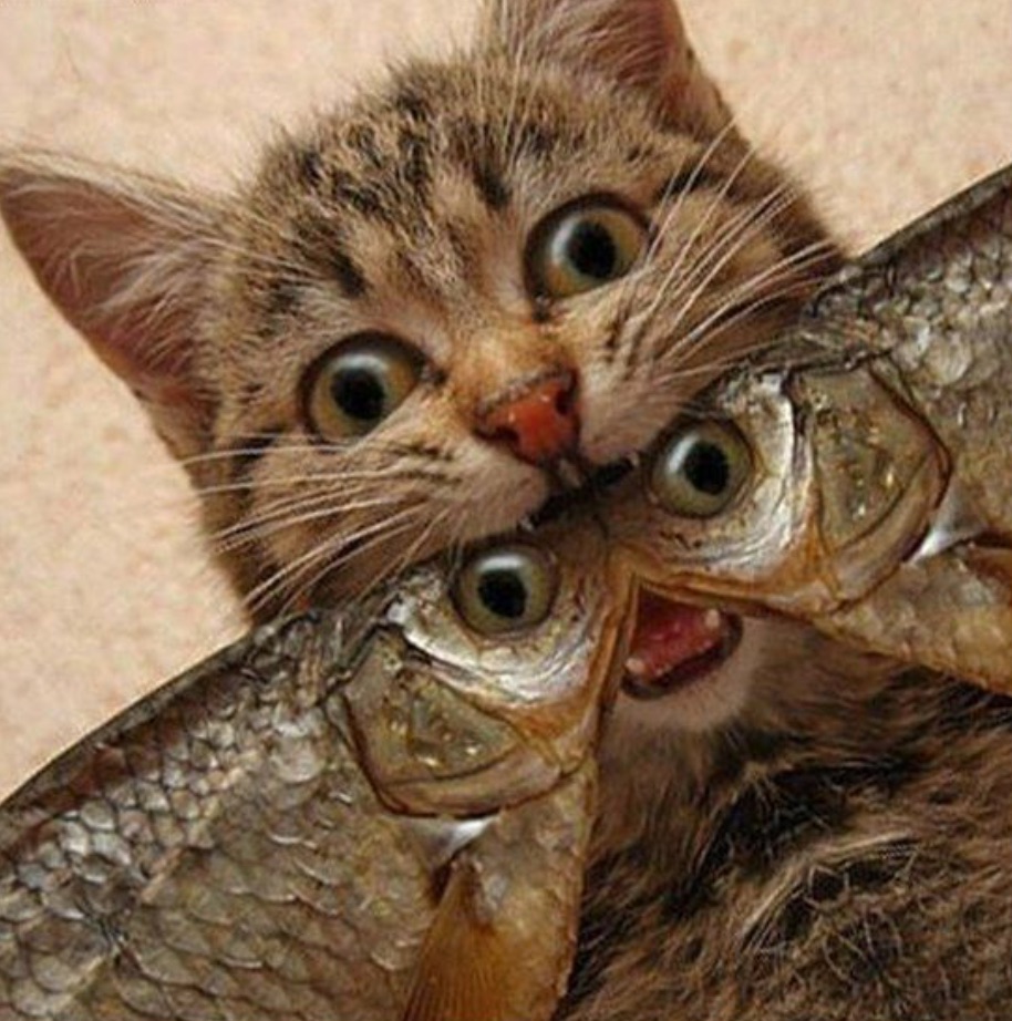 cat_with_fish.jpg