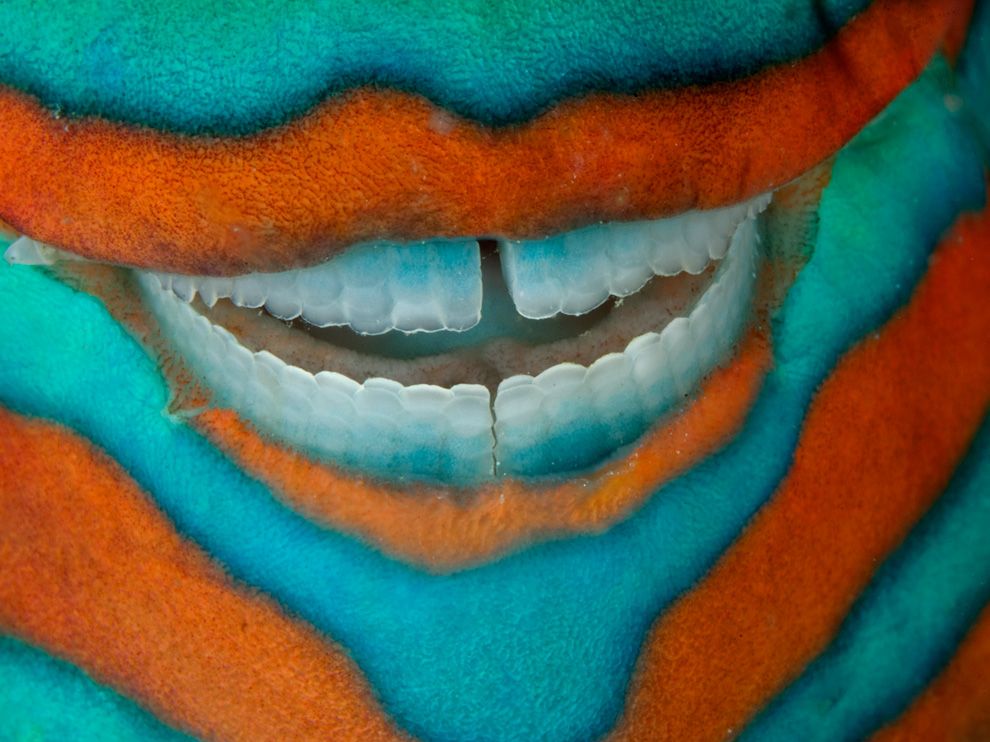  A close up of the mouth of a parrotfish.jpeg