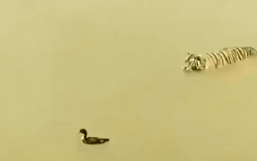 gifs_of_epic_wins_and_fails_01.gif
