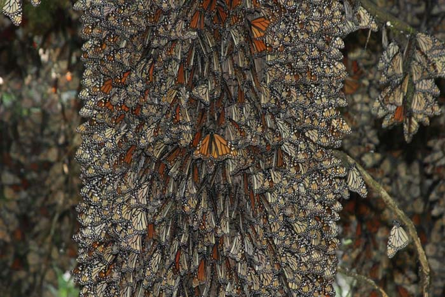 monarch butterflies.png