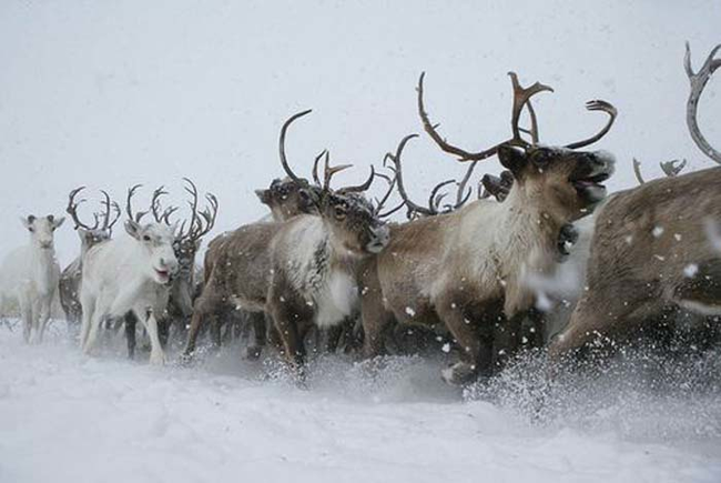 reindeers.png