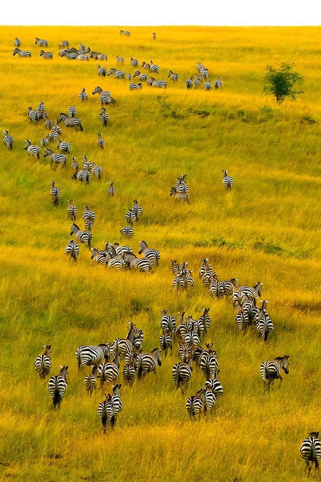 zebras.png