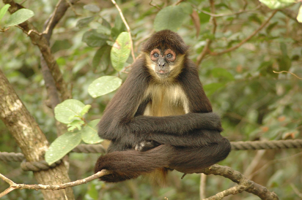 Spider_monkey_-Belize_Zoo-8b.jpg