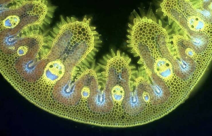 microscopic_marvels_the_fascinating_world_up_close_640_26.jpg