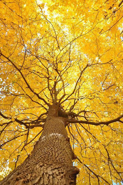golden-tree.jpg