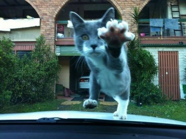 daily_picdump_4910_640_41.jpg