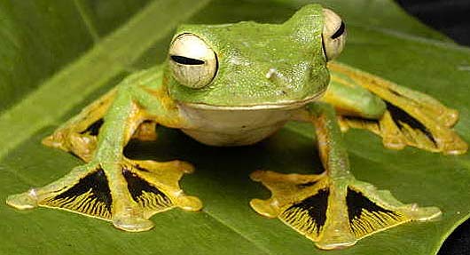 wallace-flying-frog.jpg