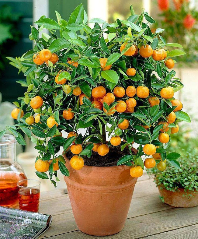 Awesome Small Fruit Trees2.jpg