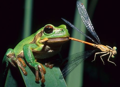 Common-tree-frog-eating-dragonfly.jpg