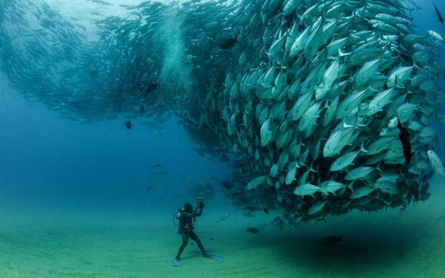 포맷변환_giant school of fish.jpg