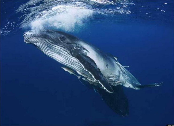whale02.jpg