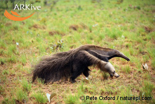 large-Giant-anteater-running-moho12.jpg