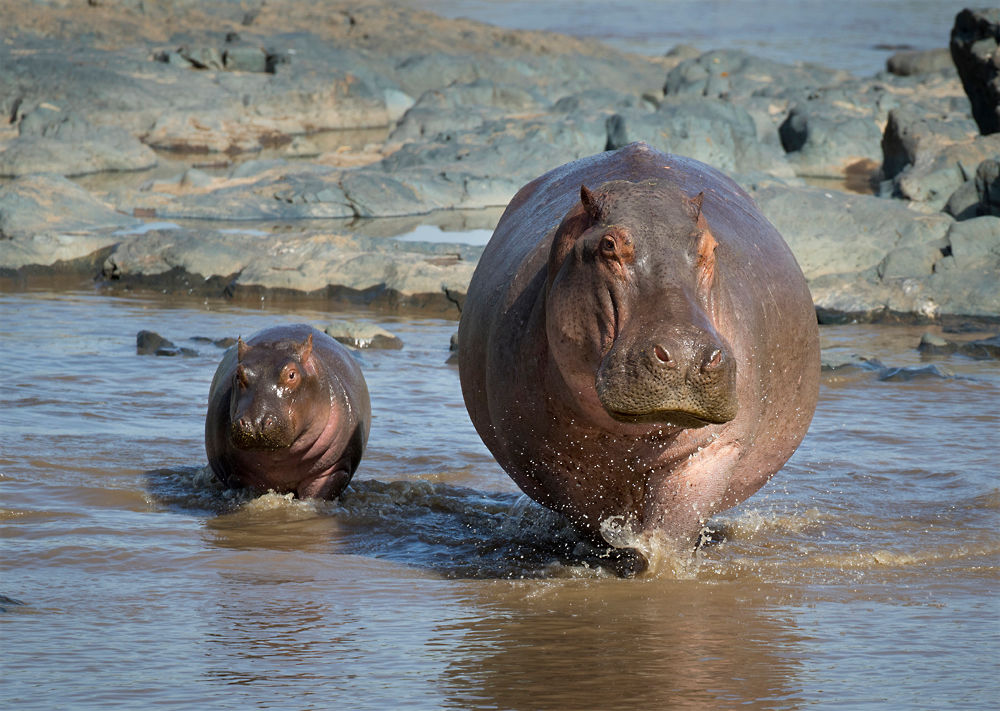 Hippo_mother_and_young_1.jpg