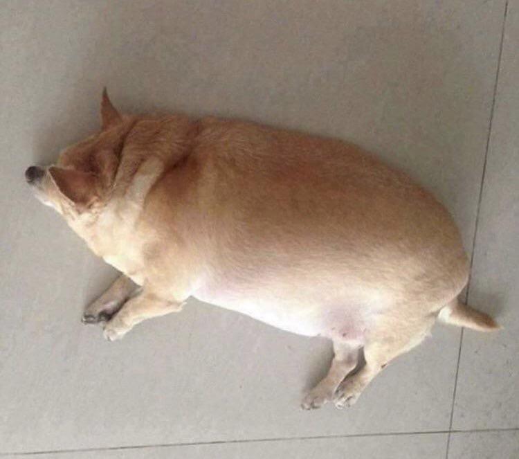 gu;gup.jpg