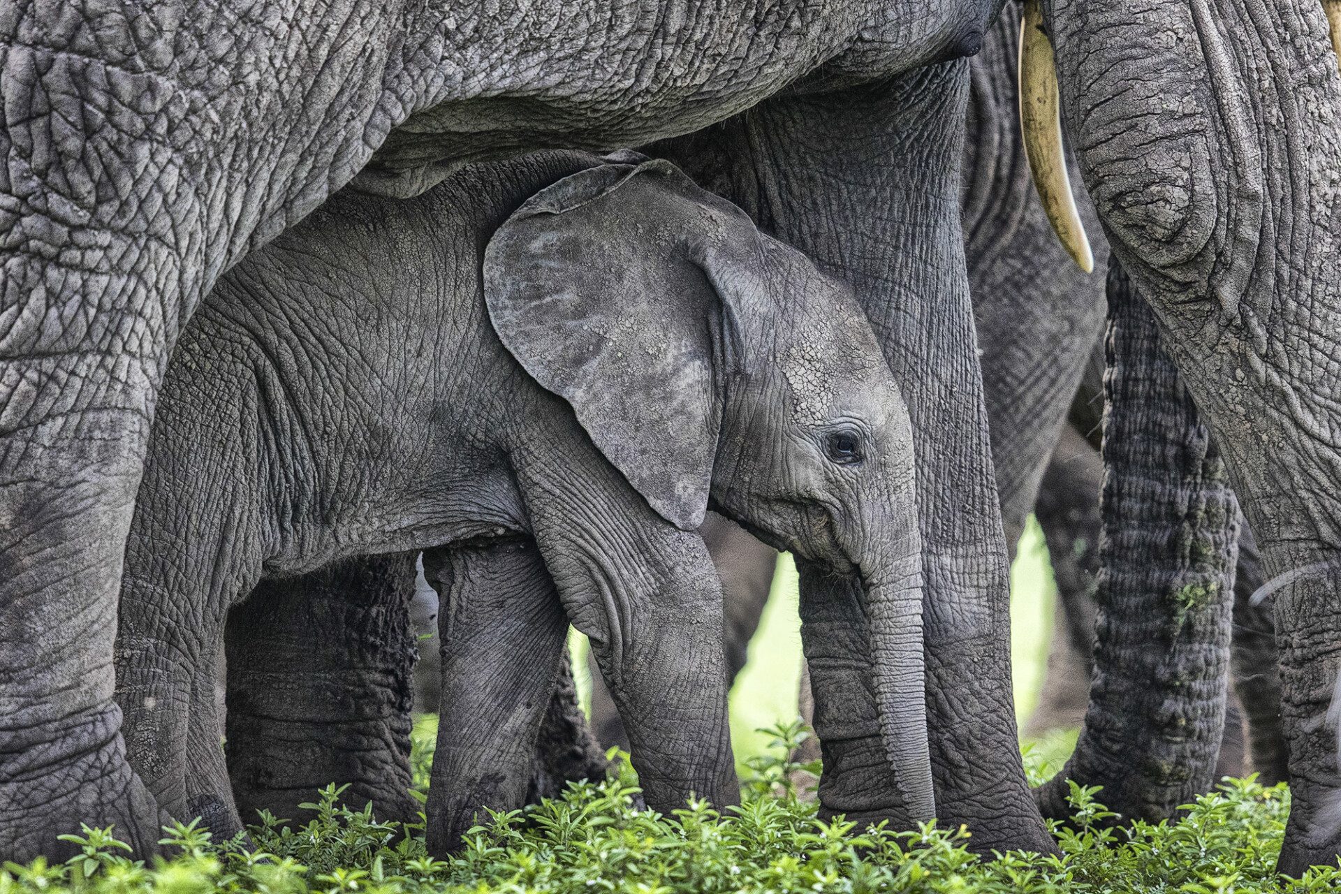 newbig5-Karine-Aigner.-African-Elephant.-Status-Endangered.-Ngorongoro-Conservation-Area-Tanzania-960x640@2x.jpg
