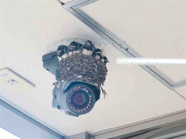 amazing-birds-nests-31.jpg