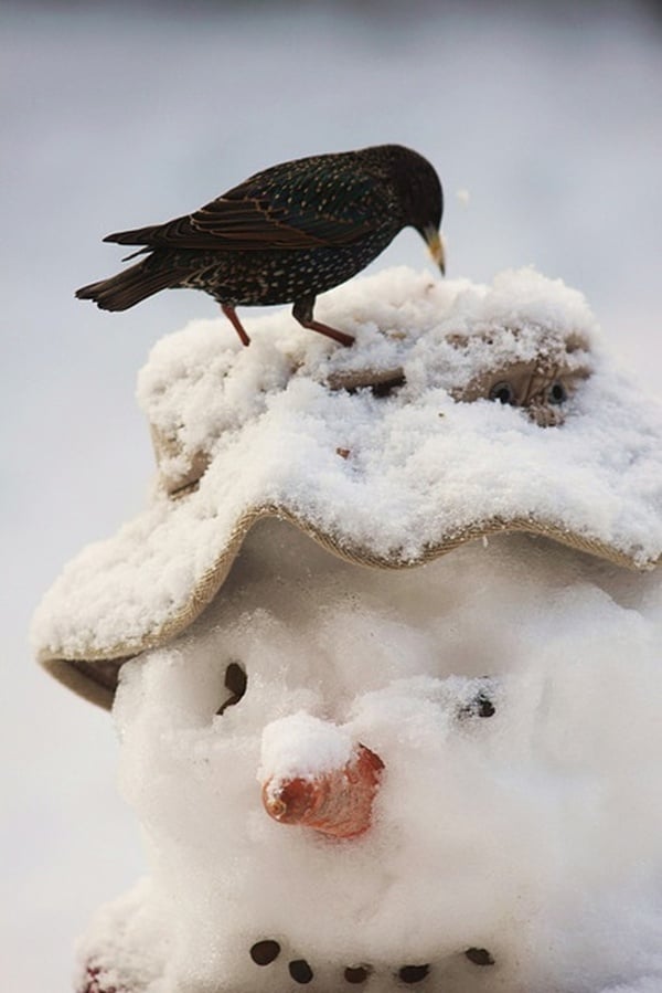 Animals-in-snow-44.jpg