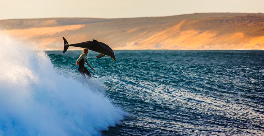 2078355-850-1464096425-dolphin-and-surfer-riding-waves-by-matt-hutton-1.jpg