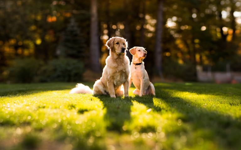 golden-retriever-dogs.jpg