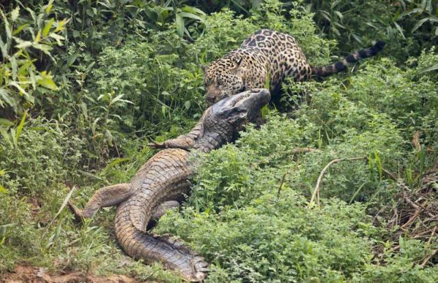 in_brazil_its_not_even_uncommon_to_see_caiman_and_jaguar_fighting_640_08.jpg