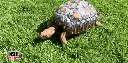 first_ever_3d_printed_shell_for_a_tortoise_08.gif