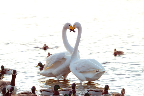 depositphotos_28761569-stock-photo-whooper-swan-couple-amongst-ducks.jpg