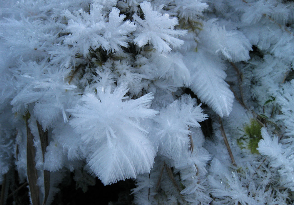 frozen-plant.jpg
