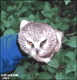 owls_are_really_bizarre_creatures_16.gif