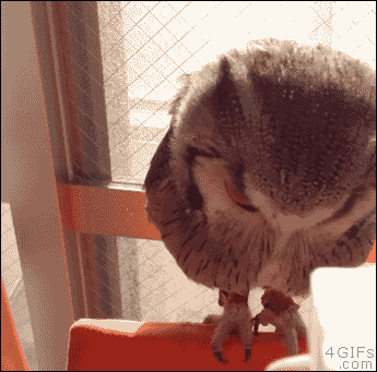 owls_are_really_bizarre_creatures_17.gif