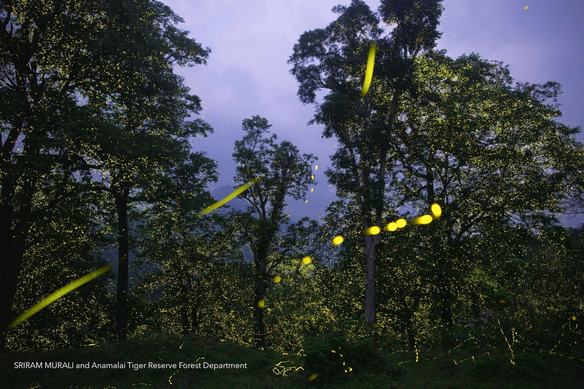 수정됨_ATR-Fireflies-and-lightning.jpg