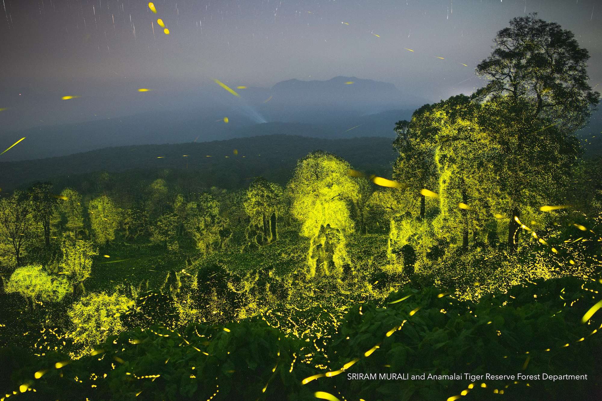 수정됨_ATR-Fireflies.jpg