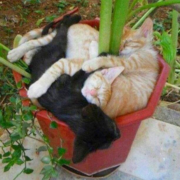 Cats in a pot!.jpg