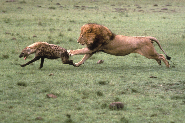 lion_vs_hyena.jpg