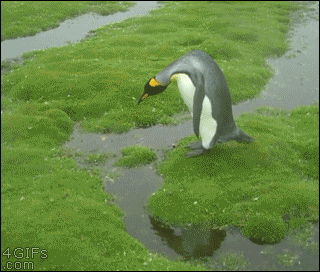 Penguin-island-jump.gif