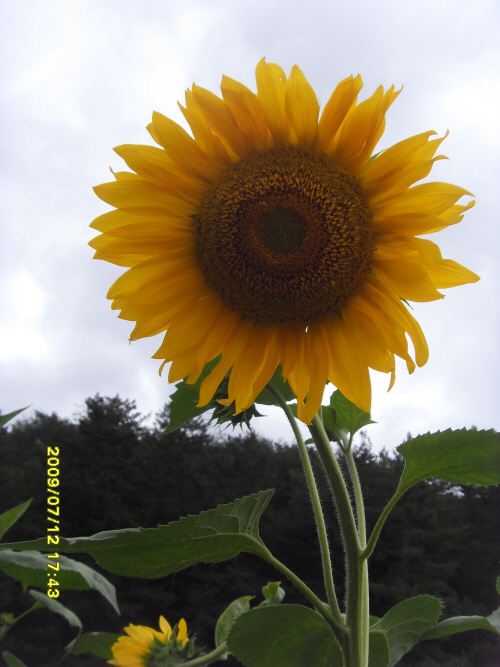 090712_sunflower.jpg