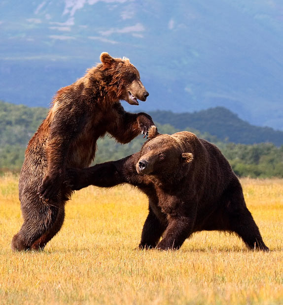 bear-fight_1545082i.jpg