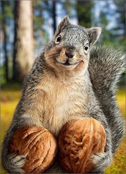 cd10028-squirrel-holds-nuts-birthday-card.jpg