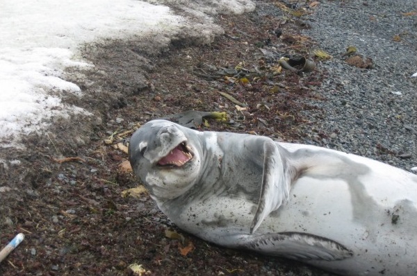 seal-walrus-kidding-beach-water-1269550782c.jpg