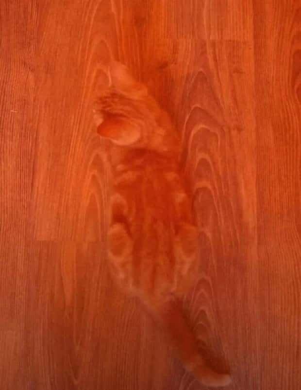 accidental-camouflage-2.jpg