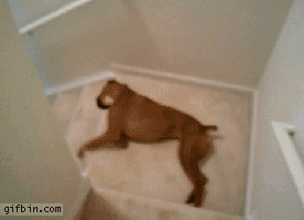 1285147148_dog-going-down-stairs.gif