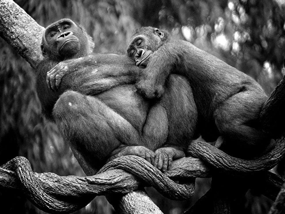 lowland-gorillas-nap_12670_990x742.jpg