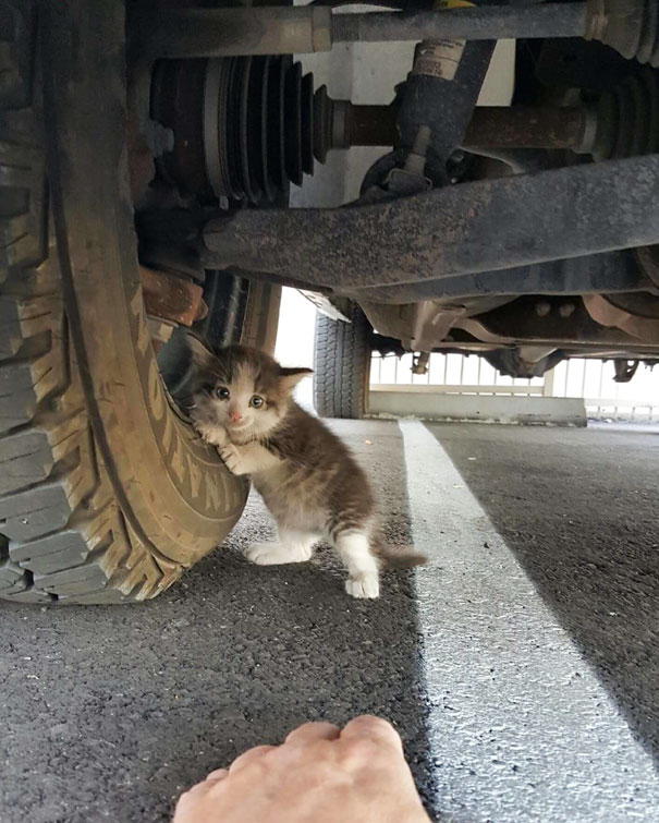 stray-kitten-found-under-truck-adopted-cat-axel-4.jpg