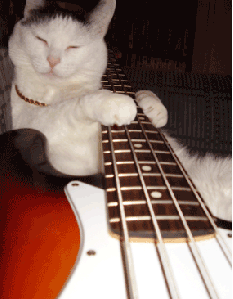 Music Guitar Playing Cat Gif Funny source iheartcatgifs on tumblr Resized Speed Fixed.gif
