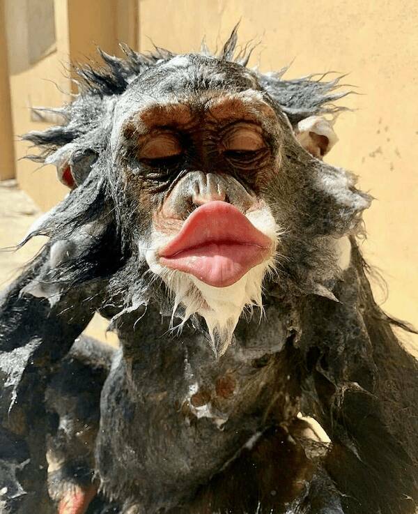 amusing_animal_photos_to_make_you_smile_640_high_01.jpg