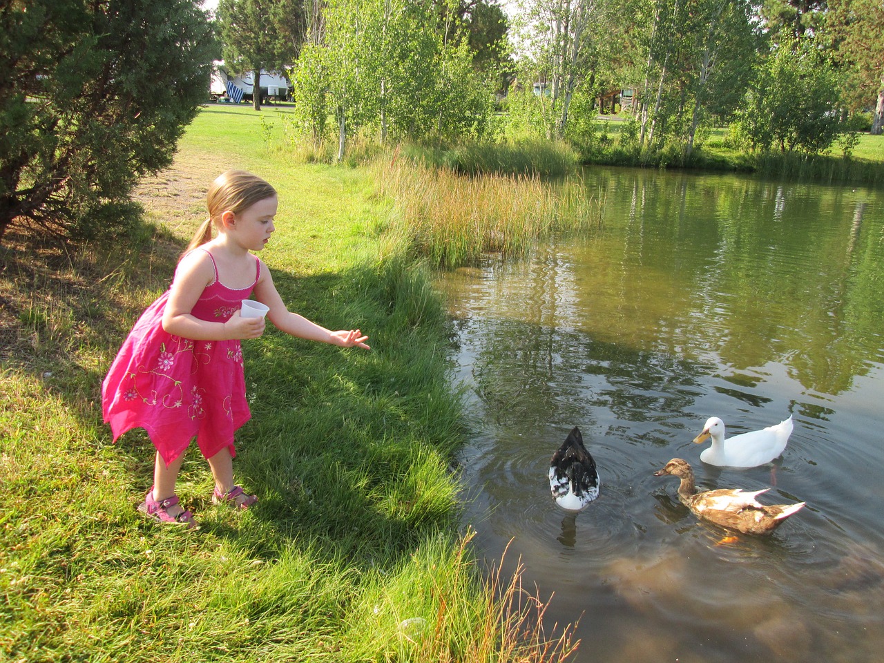 Duck-Child-Nature-Pond-Girl-Feeding-Ducks-Girl-2416858.jpg