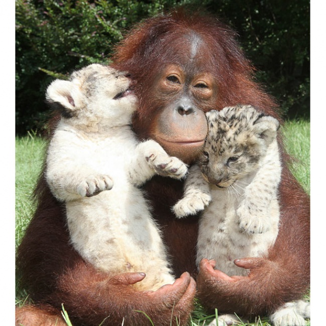 1453406302_5927460-650-1453369785-two-tiger-cubs-in-the-hug-of-an-orangutan.jpg