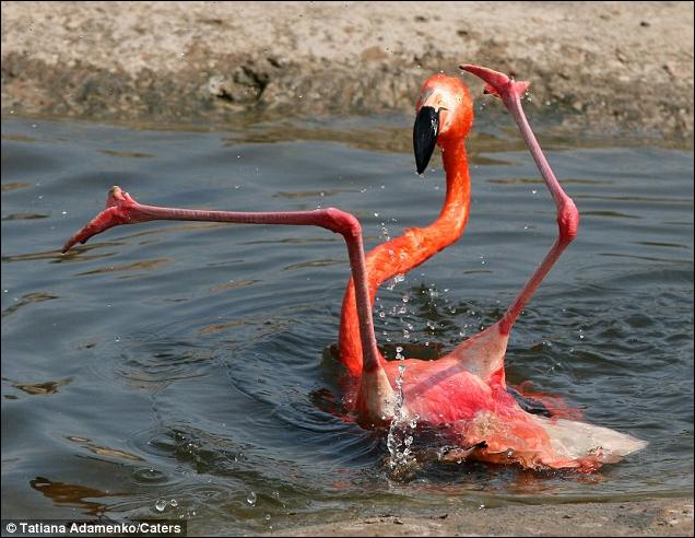 flamingp.jpg