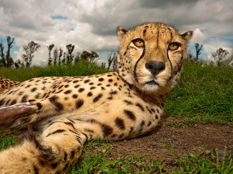 cheetah-south-africa_36875_990x742.jpg